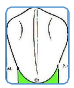 MORPHOLOGIE DENTAIRE DE L’ADULTE : PREMOLAIRES / Anatomie dentaire
