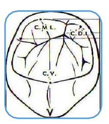 MORPHOLOGIE DENTAIRE DE L’ADULTE : PREMOLAIRES / Anatomie dentaire