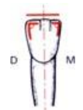 Caractères Morphologiques des Dents Temporaires / Anatomie dentaire