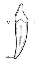 Caractères Morphologiques des Dents Temporaires / Anatomie dentaire