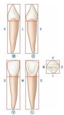 Caractères Morphologiques des Dents Temporaires / Anatomie dentaire