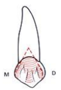 Caractères Morphologiques des Dents Temporaires / Anatomie dentaire