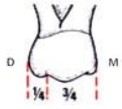 Caractères Morphologiques des Dents Temporaires / Anatomie dentaire