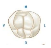 Caractères Morphologiques des Dents Temporaires / Anatomie dentaire