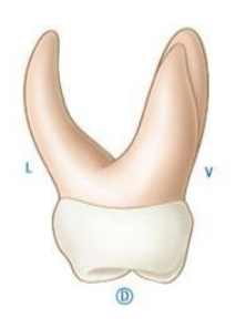 Caractères Morphologiques des Dents Temporaires / Anatomie dentaire