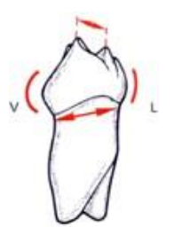 Caractères Morphologiques des Dents Temporaires / Anatomie dentaire