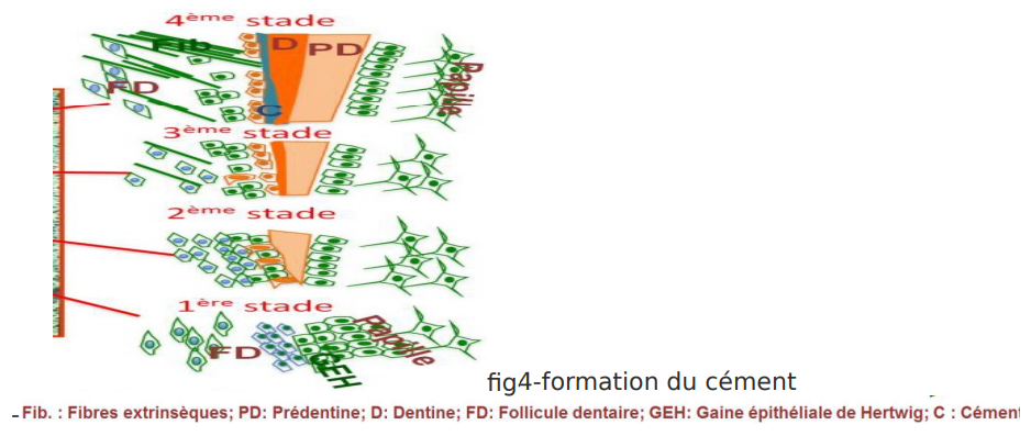 ÉDIFICATION RADICULAIRE ET MISE EN PLACE DES TISSUS PARODONTAUX / Histologie Dentaire