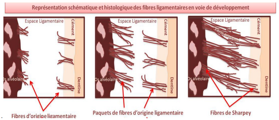 ÉDIFICATION RADICULAIRE ET MISE EN PLACE DES TISSUS PARODONTAUX / Histologie Dentaire