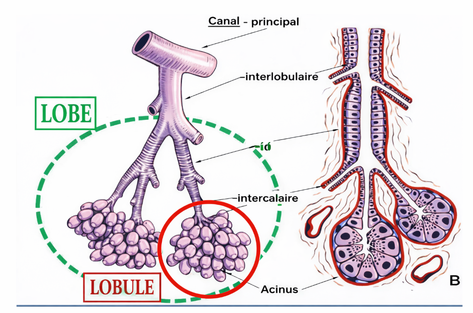Structures des canaux excréteurs
