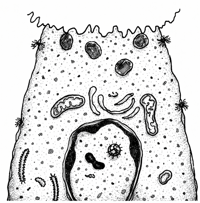 Cellule du canal intercalaire de forme cubique, son rôle consiste d’abord au transport du produit de sécrétion, puis en une activité sécrétoire minime.