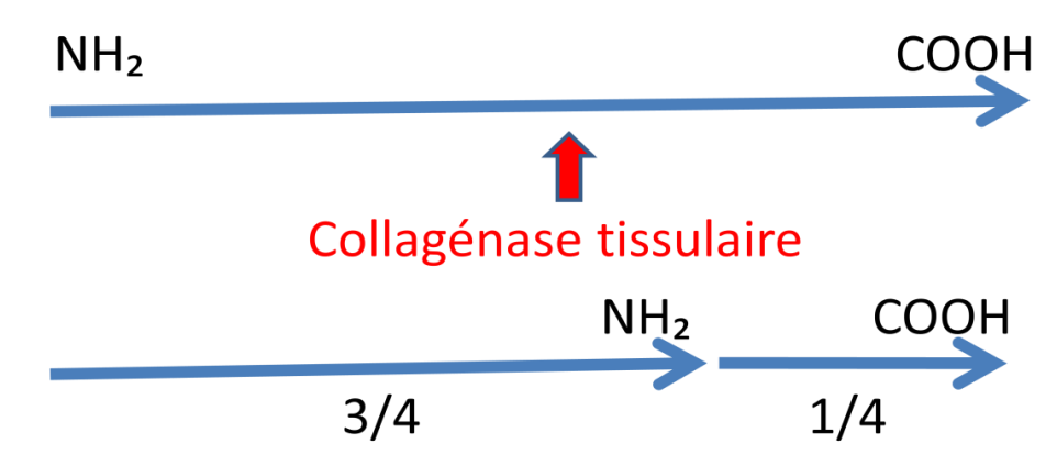 Processus cellulaires