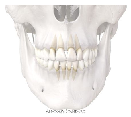 human incisors permanent teeth dental anatomy