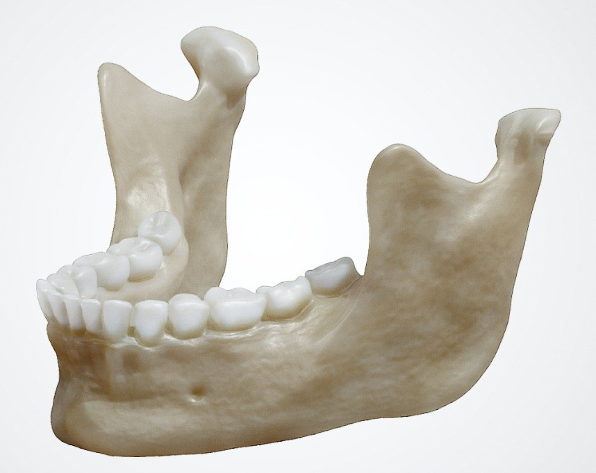  mandible bone anatomy 3D illustration