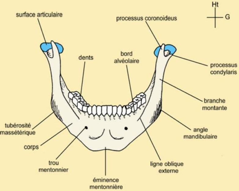 Face antérieure annotée (trou mentonnier, symphyse, éminence mentonnière, ligne oblique externe)