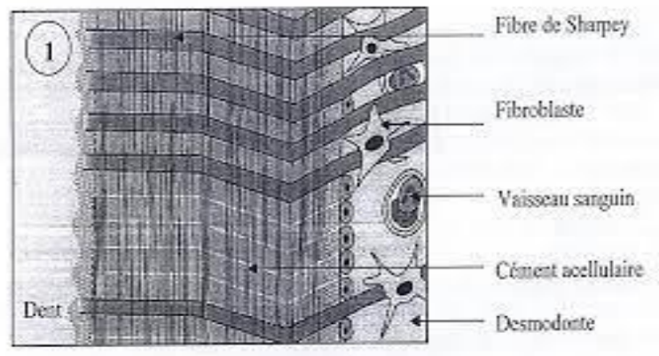 Le cément acellulaire