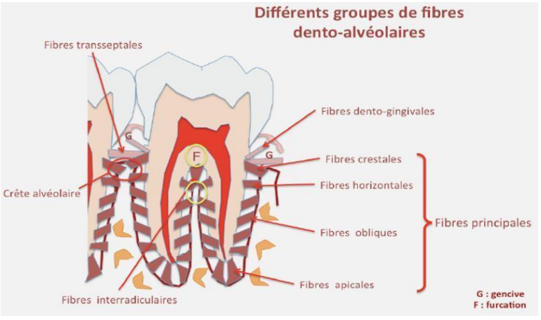 ligament alvéolo-dentaire desmodonte histologie schéma