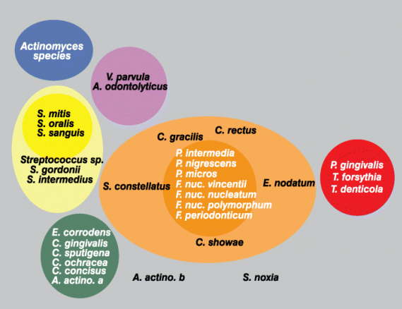 Représentation schématique des rapports des espèces dans et entre les complexes
microbiens (Socransky et Haffajee, 2005).