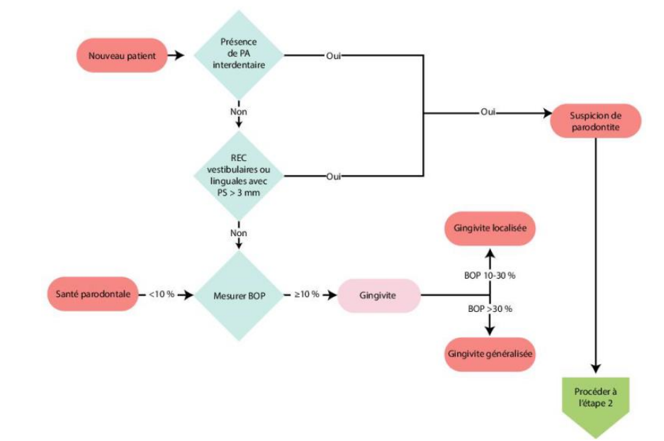 Etapes de l’examen clinique préconisé pour chaque nouveau patient en consultation 3
PA= perte d’attache clinique, REC= récession gingivale, PS= profondeur de sondage, BOP= bleeding
on probing