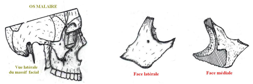 L Os Malaire Ou Os Zygomatique CoursDentaires L Os Malaire Ou Os Zygomatique CoursDentaires