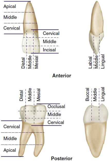 tooth crown thirds division cervical middle occlusal diagram