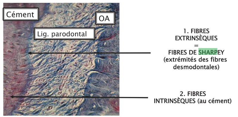Fibres de Sharpey en microscopie (insertion dans le cément et l'os)
