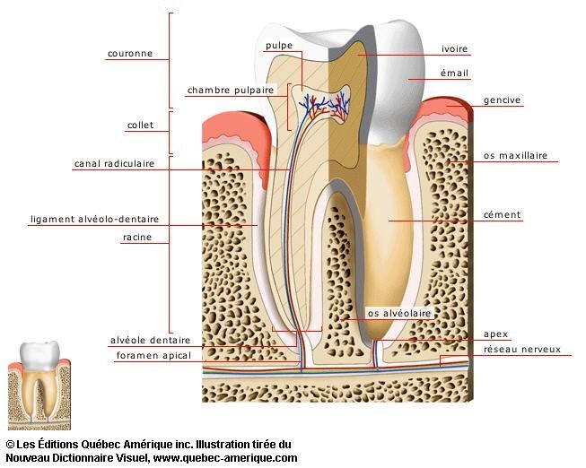 couronne anatomique vs racine