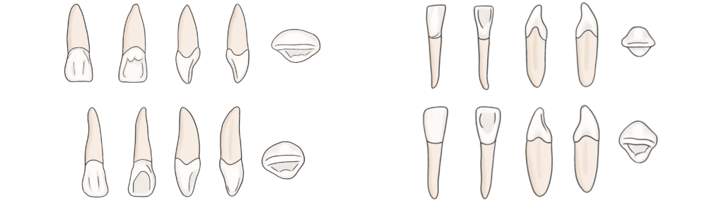 lower central incisor mandibular anatomy diagram