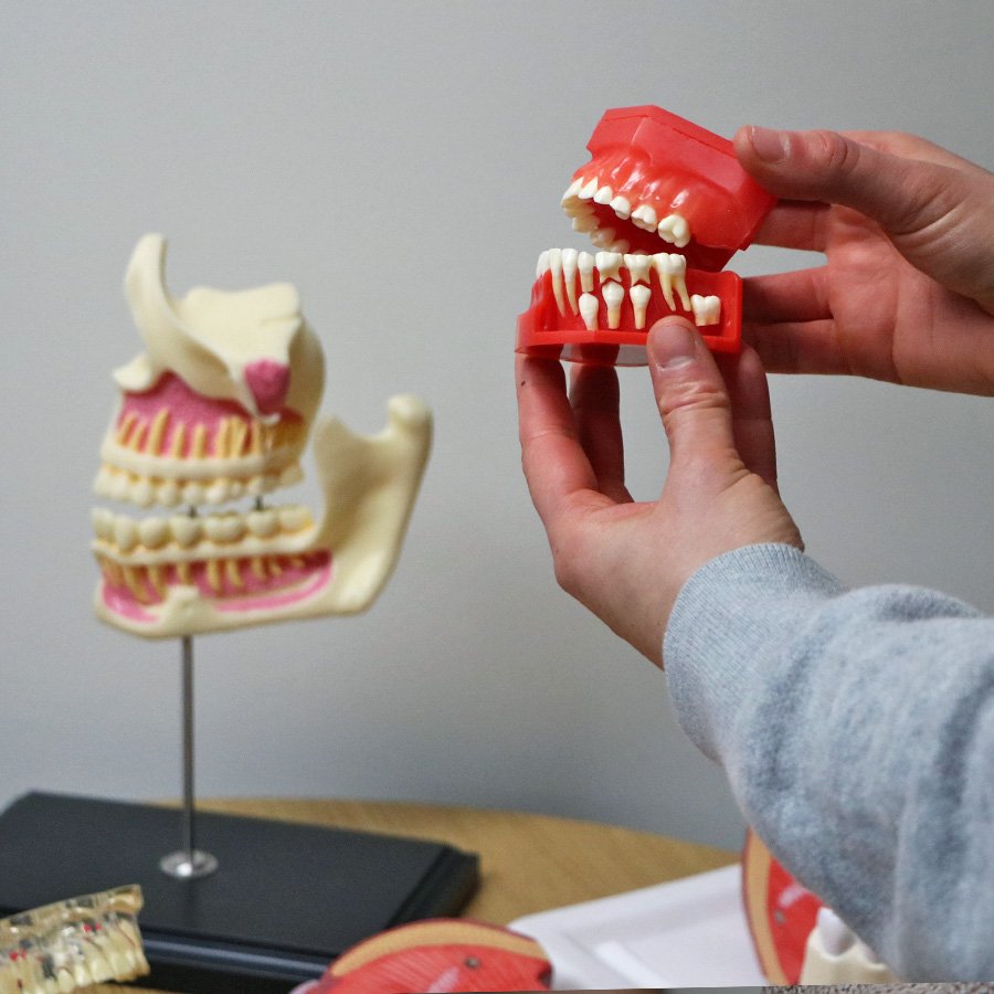 dental student studying tooth anatomy model