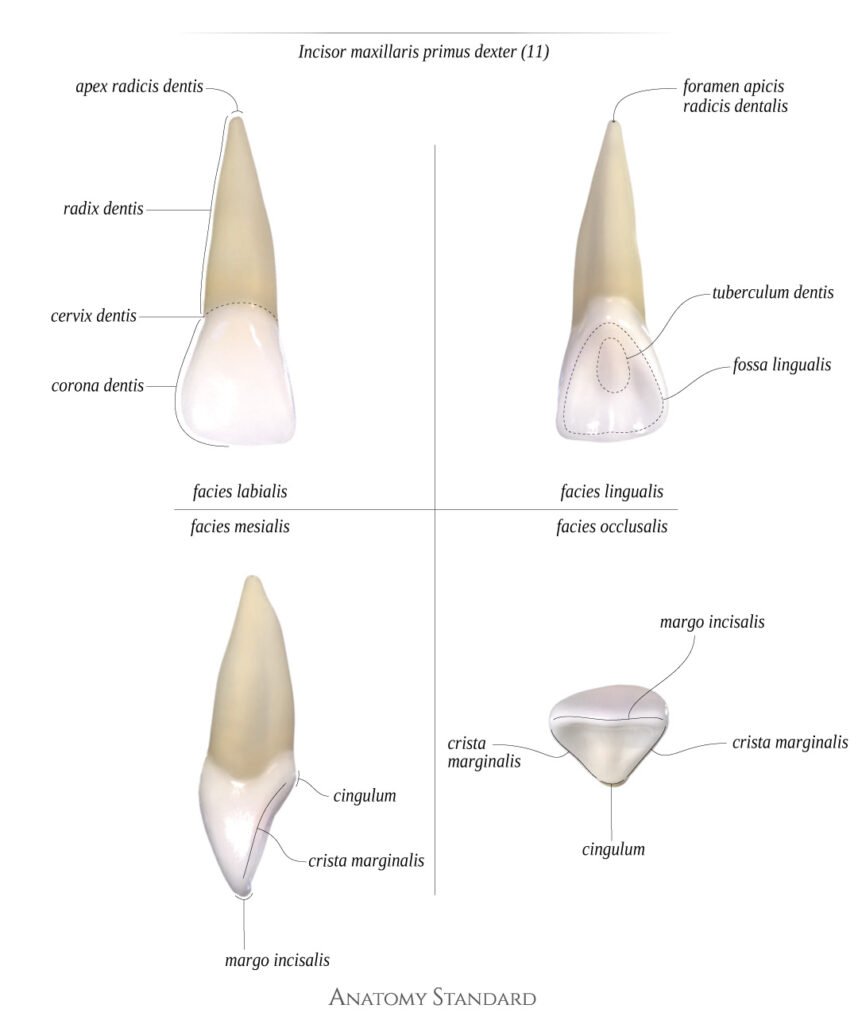 upper central incisor palatal surface cingulum anatomy