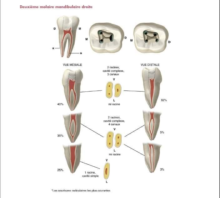 Deuxième Molaire Mandibulaire