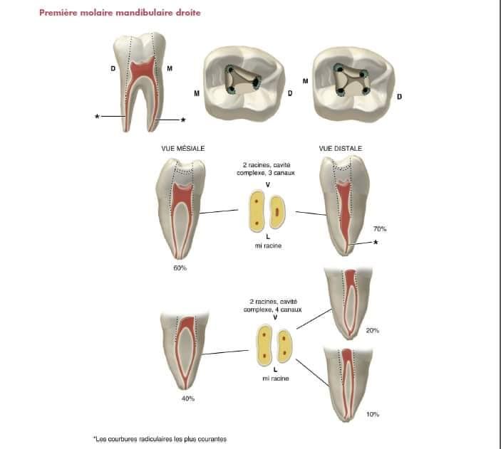 Molaires mandibulaires