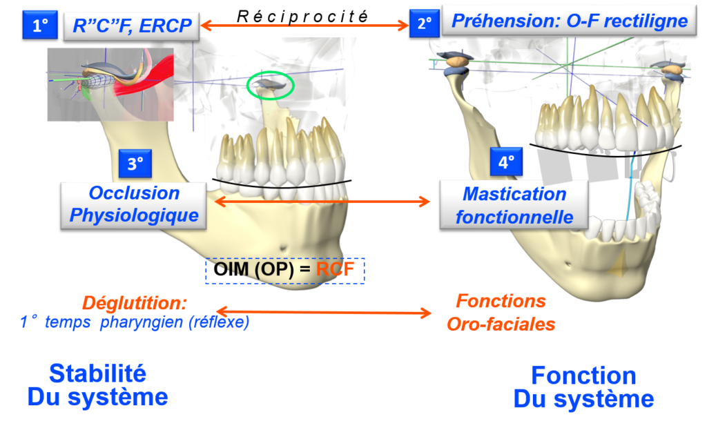  Vue occlusale de l'arcade mandibulaire illustrant les relations inter-cuspidiennes
