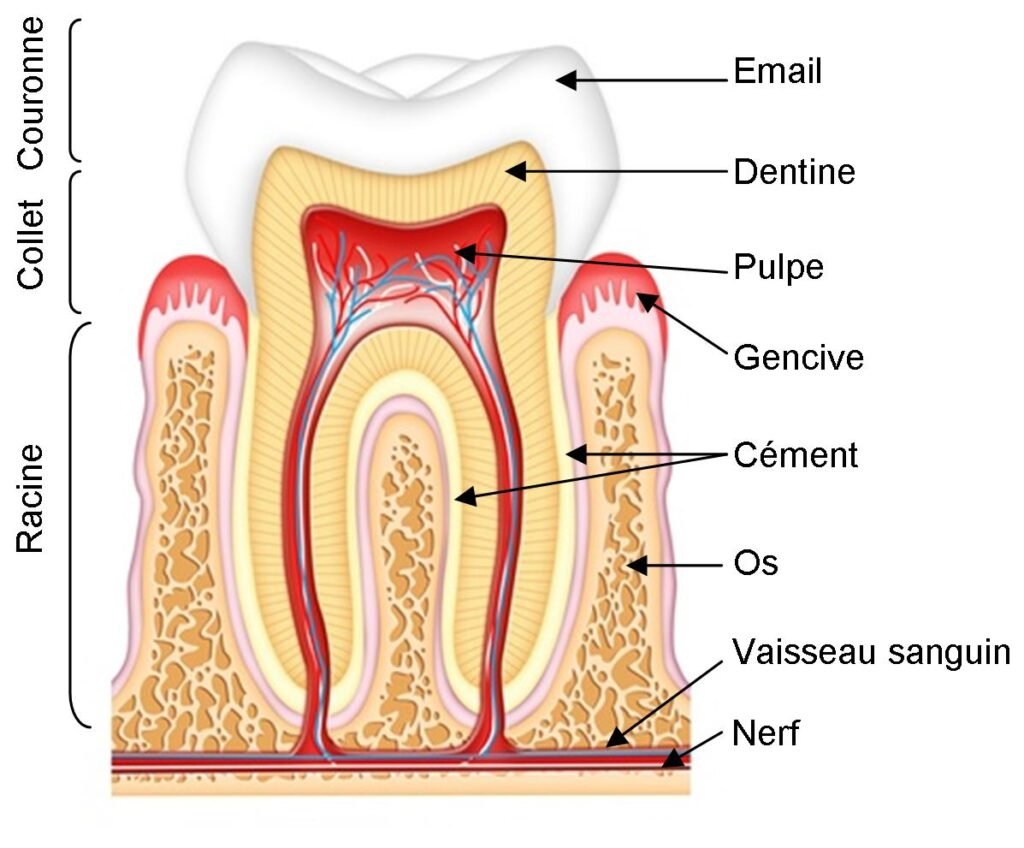 organe dentaire (émail, dentine, pulpe, cément)