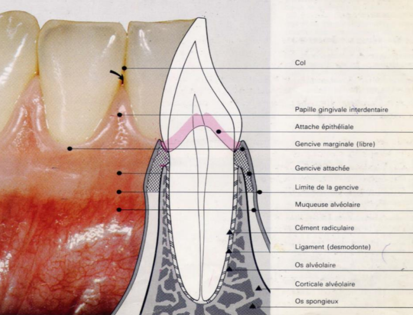 La gencive obtient sa forme et texture finales en conjonction avec l’éruption des dents. Chez un adulte, la gencive saine recouvre l’os alvéolaire et la racine de la dent au niveau de la jonction amélo-cémentaire. La gencive est divisée anatomiquement en zones marginale, attachée et interdentaire. Chaque type de gencive présente des différences considérables (aspect et histologie) qui sont en fonction du rôle attribué. Tous les types sont spécifiquement structurés pour fonctionner correctement contre les agressions mécaniques et microbiennes. La structure des différents types de gencives reflète l’efficacité de chacun comme une barrière à la pénétration des micro-organismes et des agents nocifs dans les tissus profonds du parodonte.