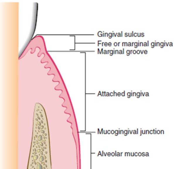 Fig 2 : Schéma montrant les repères anatomiques de la gencive (de haut en bas)
Sulcus gingival
Gencive marginale
Sillon marginal
Gancive attachée
Ligne muco-gingivale
Muqueuse alvéolaire