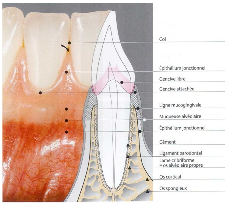 Figure 6 : Gencive attachée (comprise entre le sillon marginal et la jonction muco-gingivale).