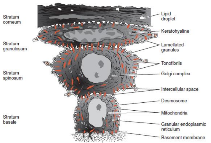 Figure 9 : Diagramme montrant des cellules représentatives des différentes couches d’épithélium squameux stratifié.