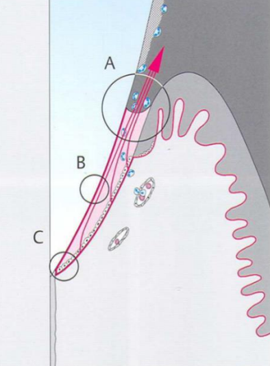 Figure 10 : Sillon gingivodentaire (sulcus).