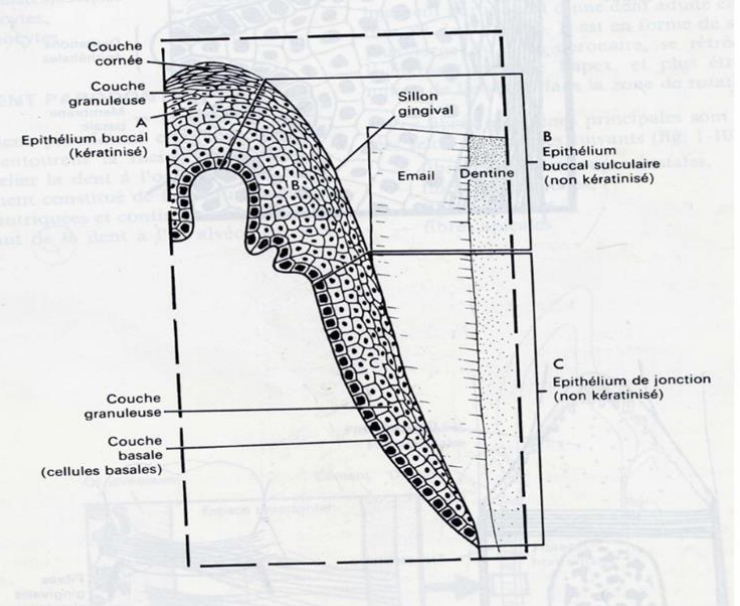 Figure 11 : Épithélium de jonction.