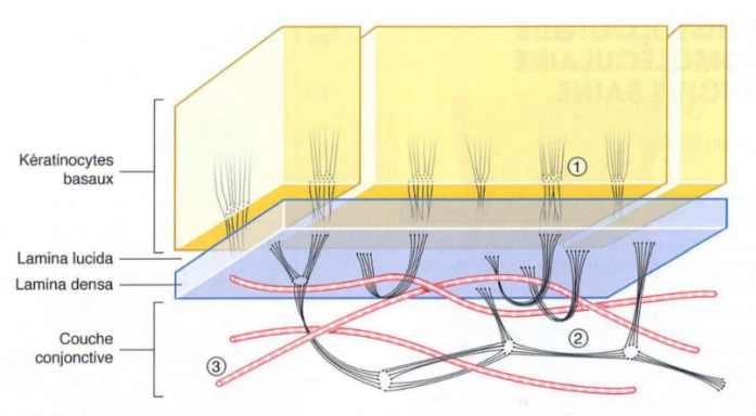 Figure 12 : Schéma d’une lame basale :