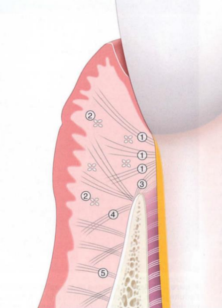 La Gencive Figure 13 : Fibres gingivales principales :