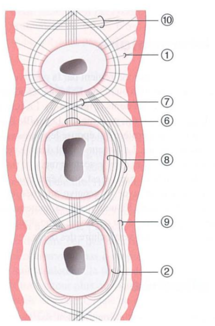 La Gencive Figure 14 : Fibres gingivales principales :