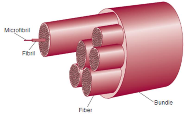 Figure 6 : Microfibrille, fibrille, fibre et faisceau de collagène.