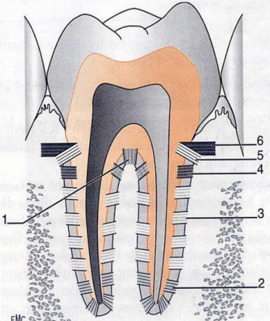 Figure 8 : Les fibres principales du ligament alvéolo-dentaire.