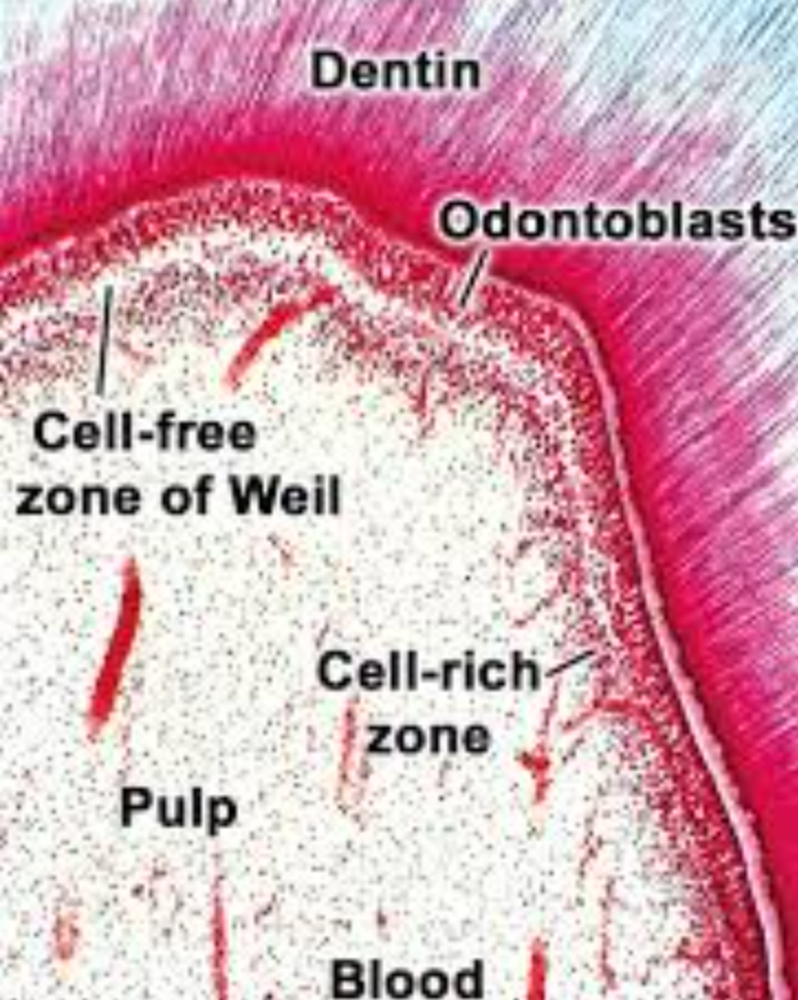  l'organisation histologique de la pulpe et la couche d'odontoblastes